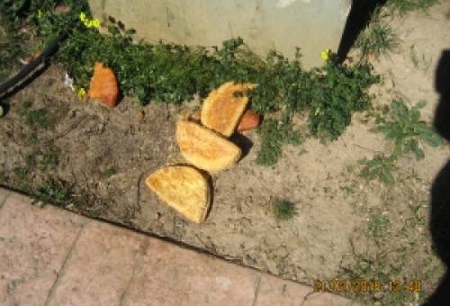 Ζωοφιλία δεν είναι τα αποφάγια και το «σκουπιδοφαγητό»…