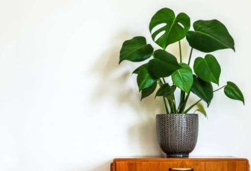 6 οικιακά φυτά που απαιτούν ελάχιστο πότισμα