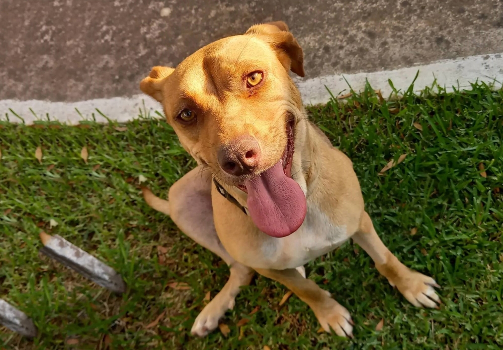 &Chi;&nu;&omicron;&upsilon;&delta;&omega;&tau;έ&sigmaf; &delta;&iota;&alpha;&delta;&rho;&omicron;&mu;έ&sigmaf;: &Upsilon;&iota;&omicron;&theta;&epsilon;&sigma;ί&alpha;