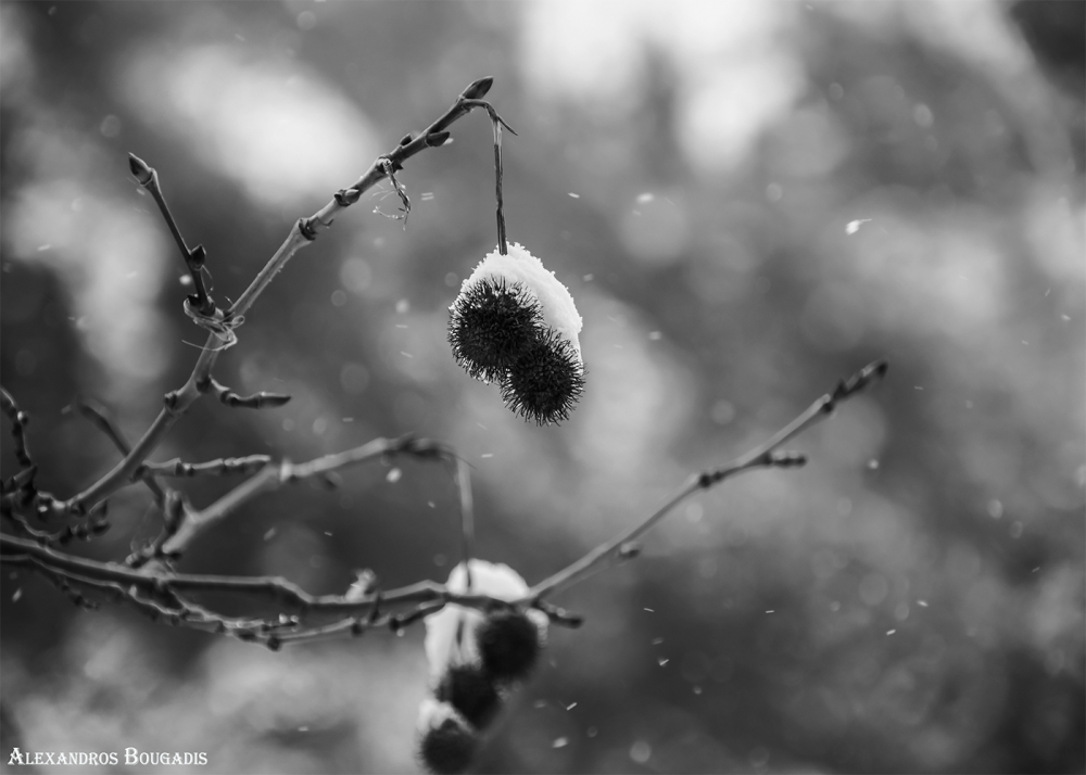 &Phi;&omega;&tau;&omicron;&gamma;&rho;&alpha;&phi;ί&alpha; &tau;&omicron;&upsilon; &Lambda;ά&kappa;&omega;&nu;&alpha; &Alpha;&lambda;. &Mu;&pi;&omicron;&upsilon;&gamma;ά&delta;&eta; &phi;&iota;&nu;&alpha;&lambda;ί&sigma;&tau; &sigma;&epsilon; &delta;&iota;&alpha;&gamma;&omega;&nu;&iota;&sigma;&mu;ό &mu;&epsilon;&tau;&epsilon;&omega;&rho;&omicron;&lambda;&omicron;&gamma;ί&alpha;&sigmaf;