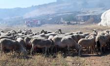 &Sigma;&epsilon; &epsilon;&iota;&delta;&iota;&kappa;ή &kappa;&iota;&nu;&eta;&tau;&omicron;&pi;&omicron;ί&eta;&sigma;&eta; &eta; &Alpha;&rho;&kappa;&alpha;&delta;ί&alpha; &gamma;&iota;&alpha; &tau;&eta;&nu; &epsilon;&upsilon;&lambda;&omicron;&gamma;&iota;ά &tau;&omega;&nu; &alpha;&iota;&gamma;&omicron;&pi;&rho;&omicron;&beta;ά&tau;&omega;&nu;