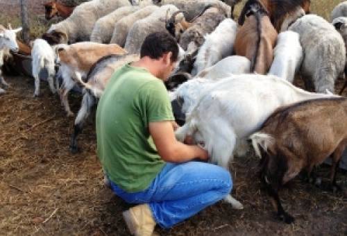 Ανήσυχοι για το μέλλον οι αγροτοκτηνοτρόφοι στη Λακωνία