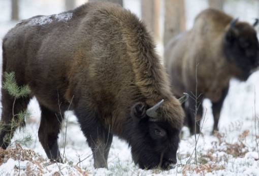 Που πήγαν τα άγρια ζώα όταν σταμάτησε η ανθρώπινη δραστηριότητα στην πανδημία