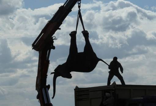 Όταν η προστασία των ελεφάντων μετατρέπεται σε εφιάλτη