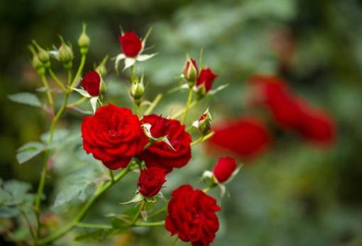 Πώς απέκτησαν τα αγκάθια τους τα τριαντάφυλλα