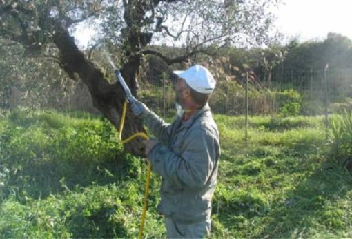 Δακοκτονία ξεκινάει  στον Βρονταμά