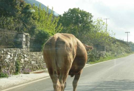 Αναθέτει σε ιδιώτη την περισυλλογή ανεπιτήρητων ζώων ο Δήμος Ανατ. Μάνης