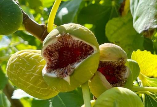 Πορίσματα ζημιών  από το χαλάζι του 2024 στη Συκέα