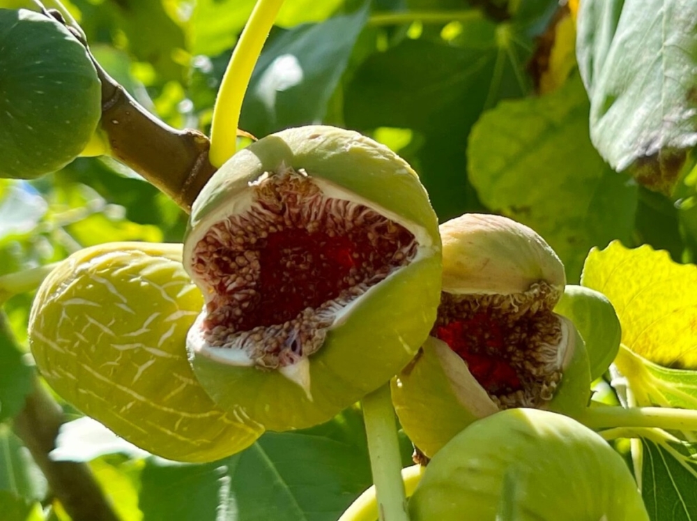 &Pi;&omicron;&rho;ί&sigma;&mu;&alpha;&tau;&alpha; &zeta;&eta;&mu;&iota;ώ&nu;  &alpha;&pi;ό &tau;&omicron; &chi;&alpha;&lambda;ά&zeta;&iota; &tau;&omicron;&upsilon; 2024 &sigma;&tau;&eta; &Sigma;&upsilon;&kappa;έ&alpha;