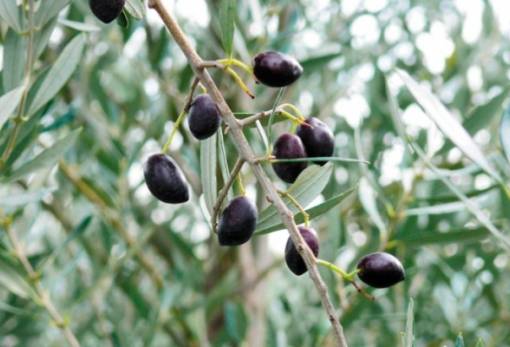 Παρέμβαση Δ. Σπάρτης στον ΕΛΓΑ για τις ζημιές σε καλλιέργειες