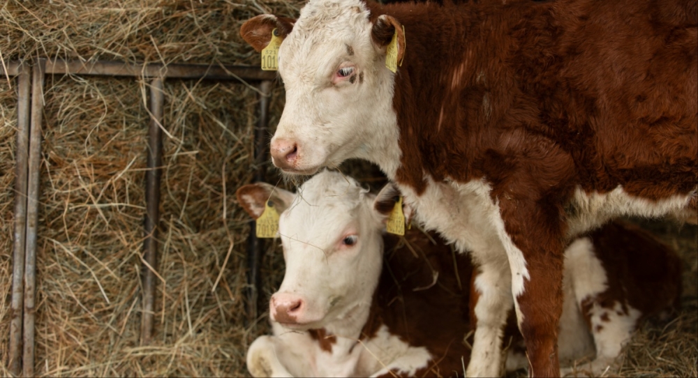 &Sigma;&upsilon;&nu;&alpha;&gamma;&epsilon;&rho;&mu;ό&sigmaf; &gamma;&iota;&alpha; &alpha;&phi;&theta;ώ&delta;&eta; &pi;&upsilon;&rho;&epsilon;&tau;ό &sigma;&tau;&eta; &Lambda;έ&sigma;&beta;&omicron;