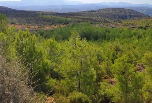 Κρούση για δεύτερη ευκαιρία στις δασικές αντιρρήσεις για τη Λακωνία