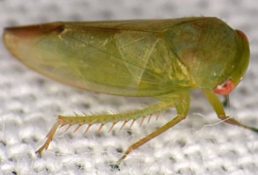 Επιστήμονας ανακάλυψε επτά παράξενα βατραχόμορφα έντομα