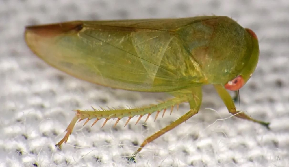 &Epsilon;&pi;&iota;&sigma;&tau;ή&mu;&omicron;&nu;&alpha;&sigmaf; &alpha;&nu;&alpha;&kappa;ά&lambda;&upsilon;&psi;&epsilon; &epsilon;&pi;&tau;ά &pi;&alpha;&rho;ά&xi;&epsilon;&nu;&alpha; &beta;&alpha;&tau;&rho;&alpha;&chi;ό&mu;&omicron;&rho;&phi;&alpha; έ&nu;&tau;&omicron;&mu;&alpha;