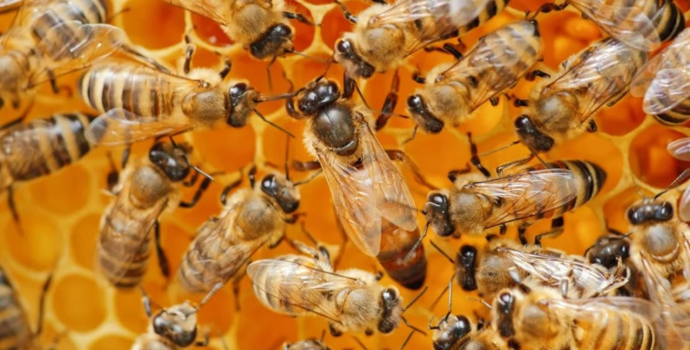 &Eta; &laquo;&sigma;&iota;&omega;&pi;&eta;&lambda;ή &epsilon;&pi;&iota;&lambda;&omicron;&gamma;ή&raquo; &sigma;&tau;&eta;&nu; &kappa;&upsilon;&psi;έ&lambda;&eta;: &pi;ώ&sigmaf; &gamma;&epsilon;&nu;&nu;&iota;έ&tau;&alpha;&iota; &mu;&iota;&alpha; &beta;&alpha;&sigma;ί&lambda;&iota;&sigma;&sigma;&alpha;