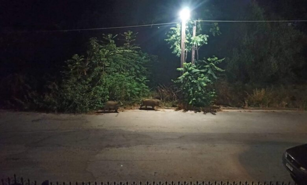 &Alpha;&gamma;&rho;&iota;&omicron;&gamma;&omicron;ύ&rho;&omicron;&upsilon;&nu;&alpha; &beta;&gamma;ή&kappa;&alpha;&nu;&hellip; &beta;ό&lambda;&tau;&alpha; &sigma;&tau;&omicron; &Gamma;ύ&theta;&epsilon;&iota;&omicron;