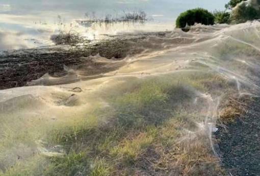 Ιστοί αράχνης σκέπασαν περιοχή της Αυστραλίας Πώς συνδέονται με τις πλημμύρες