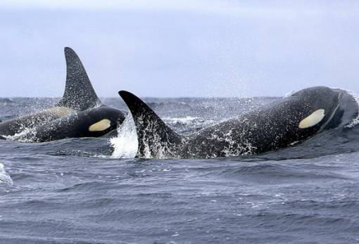 Η εκδίκηση της όρκας στη Μεσόγειο
