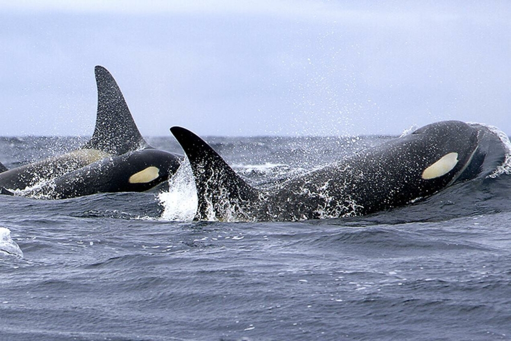 &Eta; &epsilon;&kappa;&delta;ί&kappa;&eta;&sigma;&eta; &tau;&eta;&sigmaf; ό&rho;&kappa;&alpha;&sigmaf; &sigma;&tau;&eta; &Mu;&epsilon;&sigma;ό&gamma;&epsilon;&iota;&omicron;