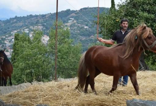 4ο Παραδοσιακό Αλώνισμα στους Γοράνους