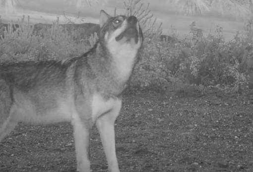 Λύκοι στον Ταΰγετο καταγράφηκαν έναν αιώνα μετά