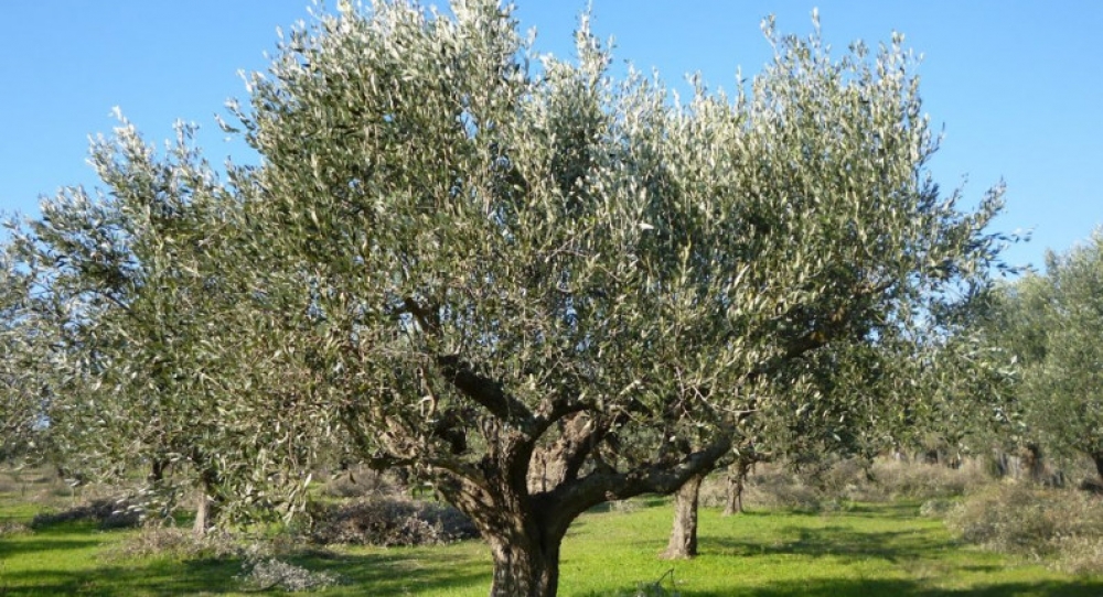 &Tau;&epsilon;&lambda;&epsilon;&iota;ώ&nu;&epsilon;&iota; &omicron; &chi;&rho;ό&nu;&omicron;&sigmaf; &gamma;&iota;&alpha; &tau;&omicron; &Lambda;ά&gamma;&iota;&omicron; &Kappa;&rho;&omicron;&kappa;&epsilon;ώ&nu;