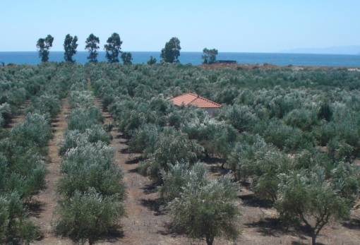 Πωλούνται διώροφη οικία 160τμ στα Τρίνησα και οικόπεδο στη Σκάλα Λακωνίας