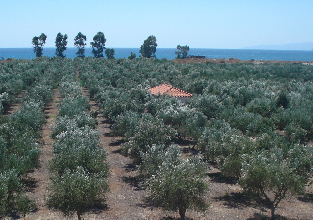 &Pi;&omega;&lambda;&omicron;ύ&nu;&tau;&alpha;&iota; &delta;&iota;ώ&rho;&omicron;&phi;&eta; &omicron;&iota;&kappa;ί&alpha; 160&tau;&mu; &sigma;&tau;&alpha; &Tau;&rho;ί&nu;&eta;&sigma;&alpha; &kappa;&alpha;&iota; &omicron;&iota;&kappa;ό&pi;&epsilon;&delta;&omicron; &sigma;&tau;&eta; &Sigma;&kappa;ά&lambda;&alpha; &Lambda;&alpha;&kappa;&omega;&nu;ί&alpha;&sigmaf;