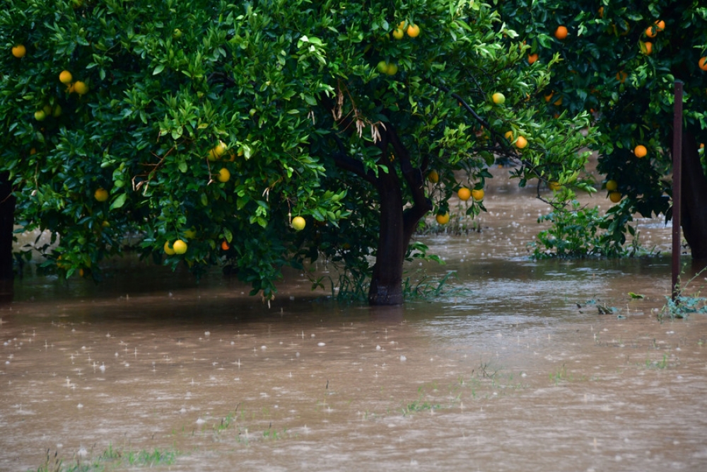&Delta;&eta;&lambda;ώ&sigma;&epsilon;&iota;&sigmaf; &zeta;&eta;&mu;&iota;ά&sigmaf; &gamma;&iota;&alpha; &tau;&alpha; &laquo;&beta;&alpha;&lambda;έ&nu;&tau;&sigma;&iota;&alpha;&raquo;   &sigma;&epsilon; &pi;&epsilon;&rho;&iota;&omicron;&chi;έ&sigmaf; &tau;&omicron;&upsilon; &Delta;. &Epsilon;&upsilon;&rho;ώ&tau;&alpha;