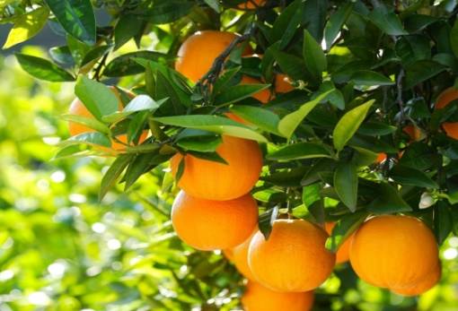 Αγγίζει ακόμα και το 100% η ζημιά σε εσπεριδοειδή στον Δ. Μονεμβασίας