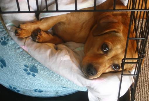 Πώς να μάθω τον σκύλο μου να μείνει μόνος του σε διαμέρισμα