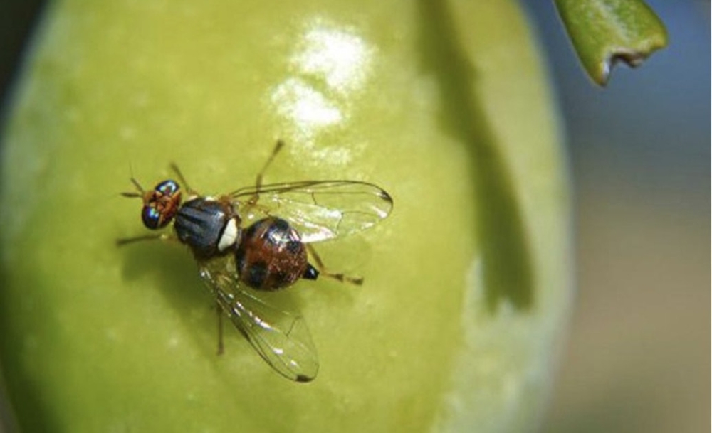 &Sigma;&epsilon; έ&xi;&alpha;&rho;&sigma;&eta; &omicron; &delta;ά&kappa;&omicron;&sigmaf; &sigma;&epsilon; &epsilon;&lambda;&alpha;&iota;ώ&nu;&epsilon;&sigmaf; &sigma;&tau;&iota;&sigmaf; &pi;&epsilon;&rho;&iota;&omicron;&chi;έ&sigmaf; &Mu;&omicron;&lambda;ά&omega;&nu; &kappa;&alpha;&iota; &Epsilon;&lambda;&iota;ά&sigmaf;