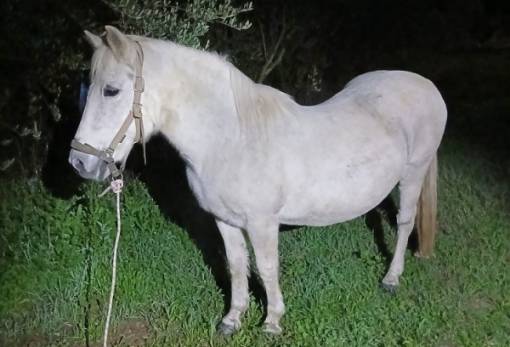 Ασυνήθιστος «περιπατητής» ξημερώματα στη Σπάρτη