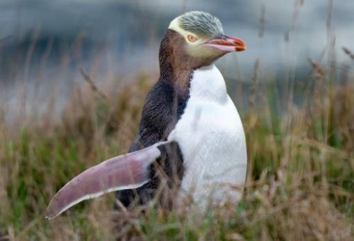 «Πουλί της Χρονιάς» είναι ένας πιγκουίνος με κίτρινα μάτια