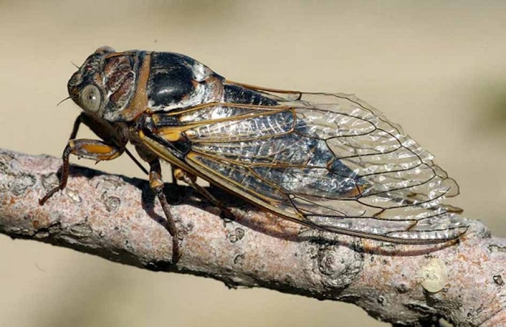 &Tau;&zeta;&iota;&tau;&zeta;ί&kappa;&iota;&alpha; &theta;&alpha; &kappa;&alpha;&tau;&alpha;&lambda;ά&beta;&omicron;&upsilon;&nu; &tau;&iota;&sigmaf; &Eta;&Pi;&Alpha; &tau;&omicron; &kappa;&alpha;&lambda;&omicron;&kappa;&alpha;ί&rho;&iota; &tau;&omicron;&upsilon; 24