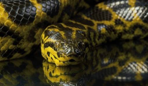 Μελέτη αποκαλύπτει:Τα ανακόντα έχουν το ίδιο μέγεθος εδώ και 12,4 εκατομμύρια χρόνια