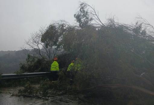 Ευκάλυπτος έσπασε κι έπεσε στην ΕΟ Σπάρτης-Γυθείου, άμεση η αποκατάσταση