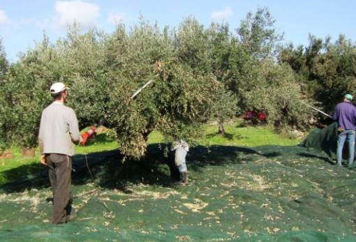 Συνεργασία για την ένταξη μεταναστών στον Πρωτογενή Τομέα της Λακωνίας