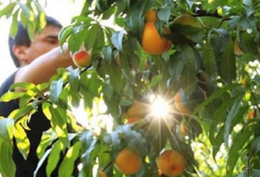 60 εκατ. ευρώ στο πρόγραμμα ΚΟΜΦΟΥΖΙΟ