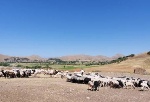 Χωρίς προκαταβολή όσοι δεν ολοκληρώσουν τις διαδικασίες απογραφής ζωικού κεφαλαίου