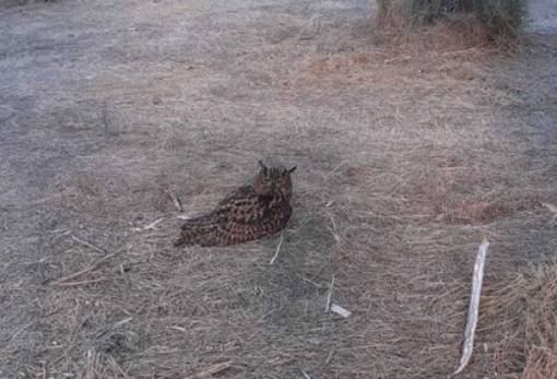 Βασιλικός μπούφος  διασώθηκε στο Γύθειο