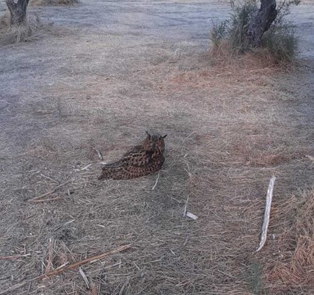 &Beta;&alpha;&sigma;&iota;&lambda;&iota;&kappa;ό&sigmaf; &mu;&pi;&omicron;ύ&phi;&omicron;&sigmaf;  &delta;&iota;&alpha;&sigma;ώ&theta;&eta;&kappa;&epsilon; &sigma;&tau;&omicron; &Gamma;ύ&theta;&epsilon;&iota;&omicron;