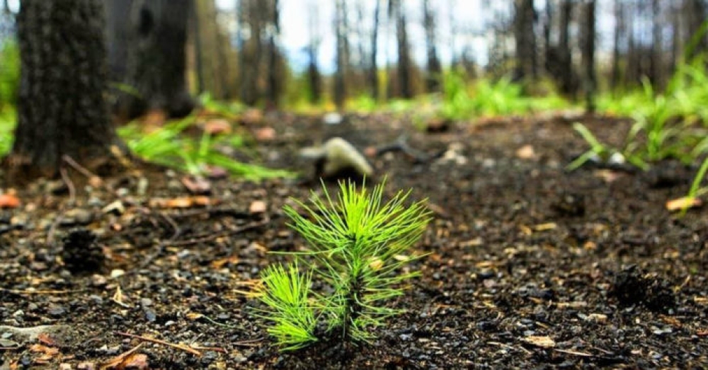&Epsilon;&lambda;&epsilon;&gamma;&kappa;&tau;&iota;&kappa;ό &Sigma;&upsilon;&nu;έ&delta;&rho;&iota;&omicron;: &laquo;&Kappa;ί&tau;&rho;&iota;&nu;&epsilon;&sigmaf; &kappa;ά&rho;&tau;&epsilon;&sigmaf;&raquo; &gamma;&iota;&alpha; &tau;&iota;&sigmaf; &alpha;&nu;&alpha;&delta;&alpha;&sigma;ώ&sigma;&epsilon;&iota;&sigmaf;
