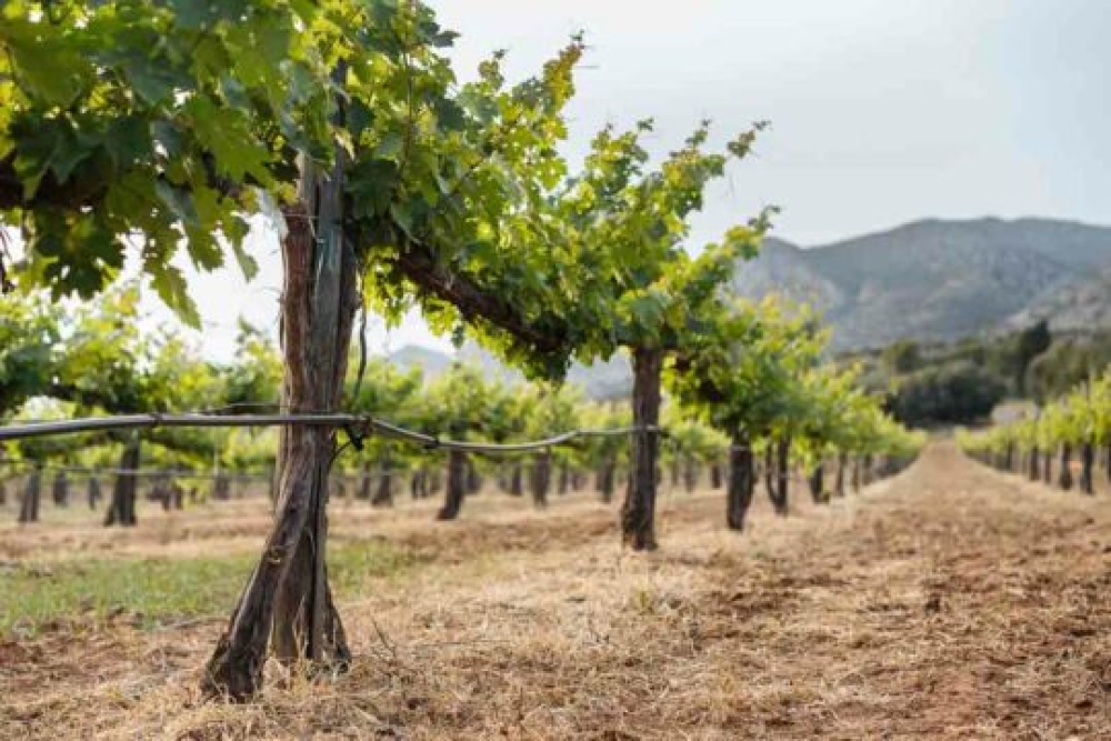 &Alpha;&mu;&pi;έ&lambda;&iota;: &Eta; &kappa;&alpha;&tau;&alpha;&nu;&omicron;&mu;ή &tau;&omega;&nu; &alpha;&delta;&epsilon;&iota;ώ&nu; &phi;ύ&tau;&epsilon;&upsilon;&sigma;&eta;&sigmaf; 2024 &sigma;&epsilon; &pi;&epsilon;&rho;&iota;&phi;&epsilon;&rho;&epsilon;&iota;&alpha;&kappa;ό &epsilon;&pi;ί&pi;&epsilon;&delta;&omicron;