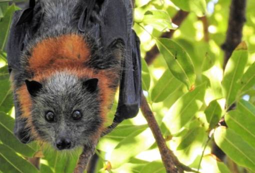 Αυστραλία: Αποικία χιλιάδων νυχτερίδων προκαλεί χάος στο ηλεκτρικό δίκτυο της Αδελαΐδας