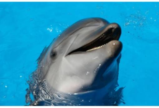 Ακόμη και στον αέρα που εκπνέουν τα δελφίνια βρέθηκαν μικροπλαστικά