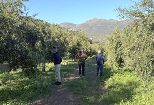 Πρώτη αποτίμηση της ζημιάς στον χαλαζόπληκτο ελαιώνα του Δ. Μονεμβασίας