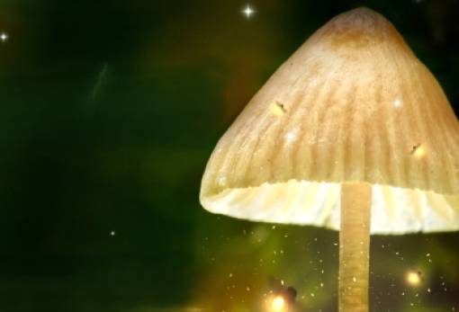 Μανιταρογιορτή και φωταγώγηση δέντρου στη Βαρβίτσα