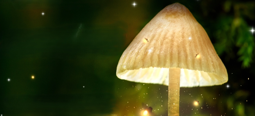 &Mu;&alpha;&nu;&iota;&tau;&alpha;&rho;&omicron;&gamma;&iota;&omicron;&rho;&tau;ή &kappa;&alpha;&iota; &phi;&omega;&tau;&alpha;&gamma;ώ&gamma;&eta;&sigma;&eta; &delta;έ&nu;&tau;&rho;&omicron;&upsilon; &sigma;&tau;&eta; &Beta;&alpha;&rho;&beta;ί&tau;&sigma;&alpha;