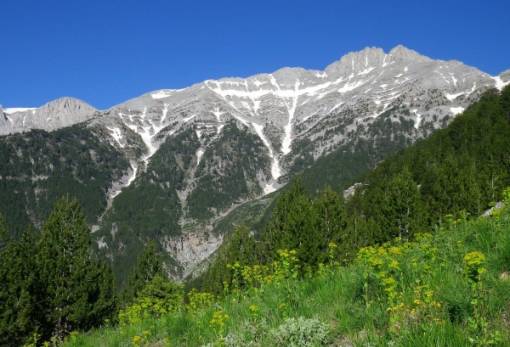 Η κόρη, ο Άγιος Διονύσιος και η αρκούδα